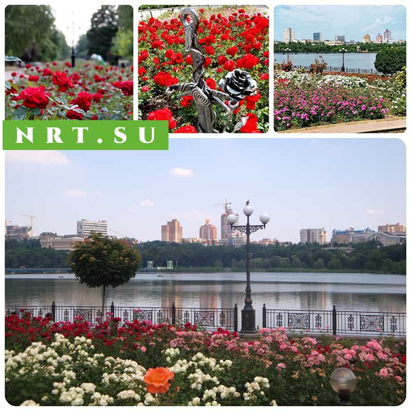 Почему Донецк называют Городом миллиона роз